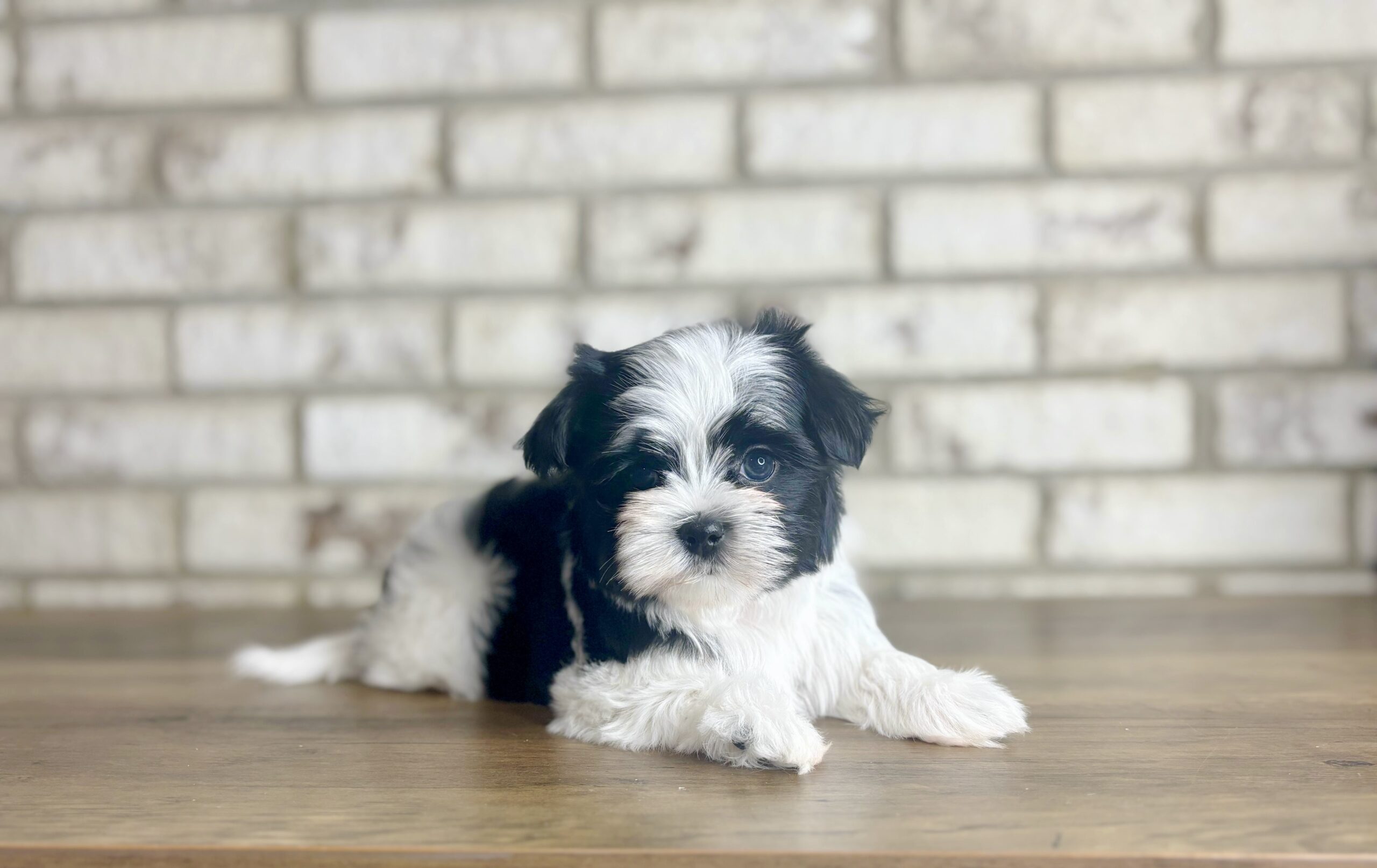 BBA28E2D-7592-41A9-B740-E9BB5B8D3A87