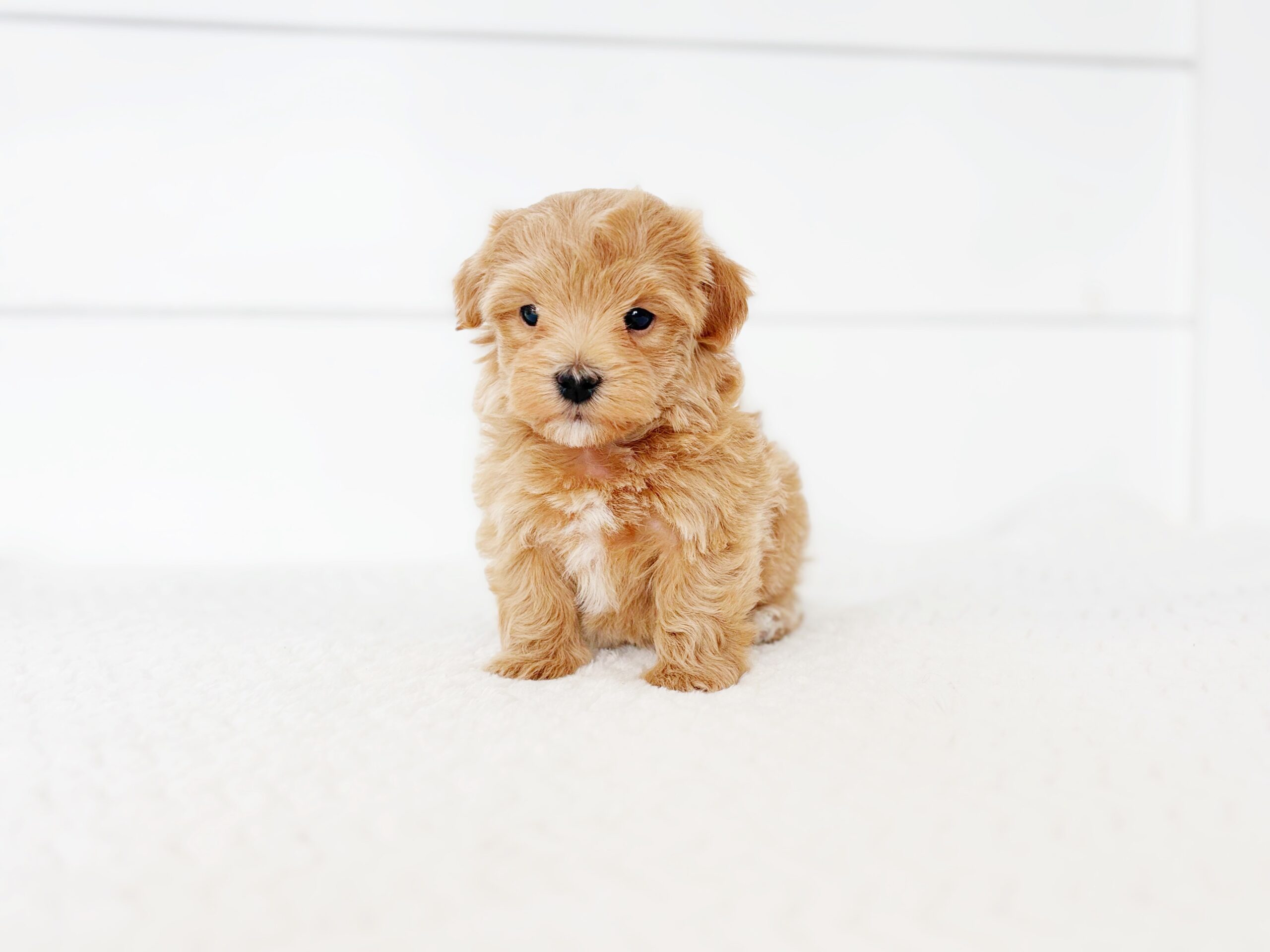 Media 1-31F9EC1B-39F7-4DF7-AEDA-765A5BCA5FDC