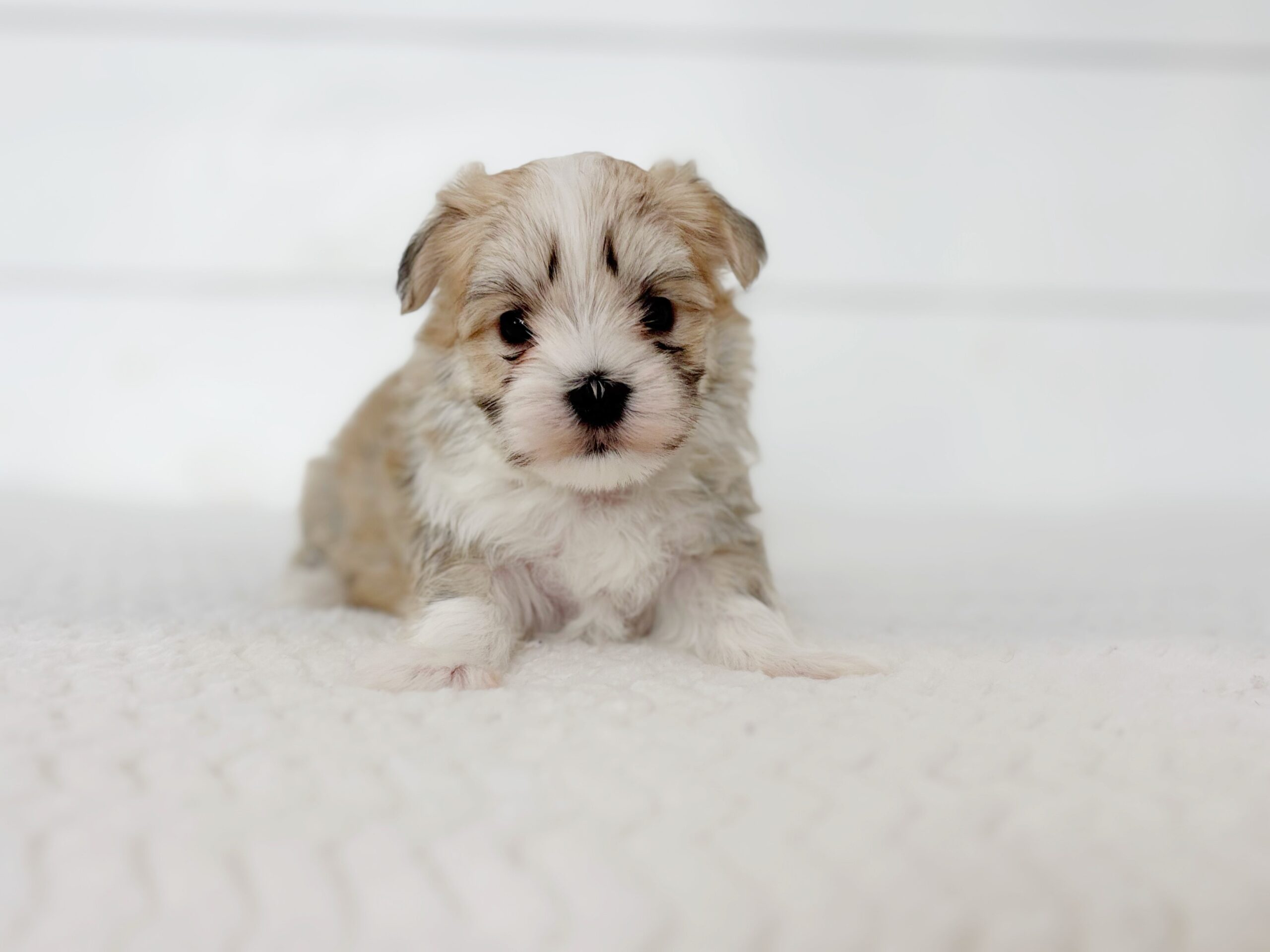 Media 2-473DD3BC-E02E-4F88-9C40-2D15CD68956F