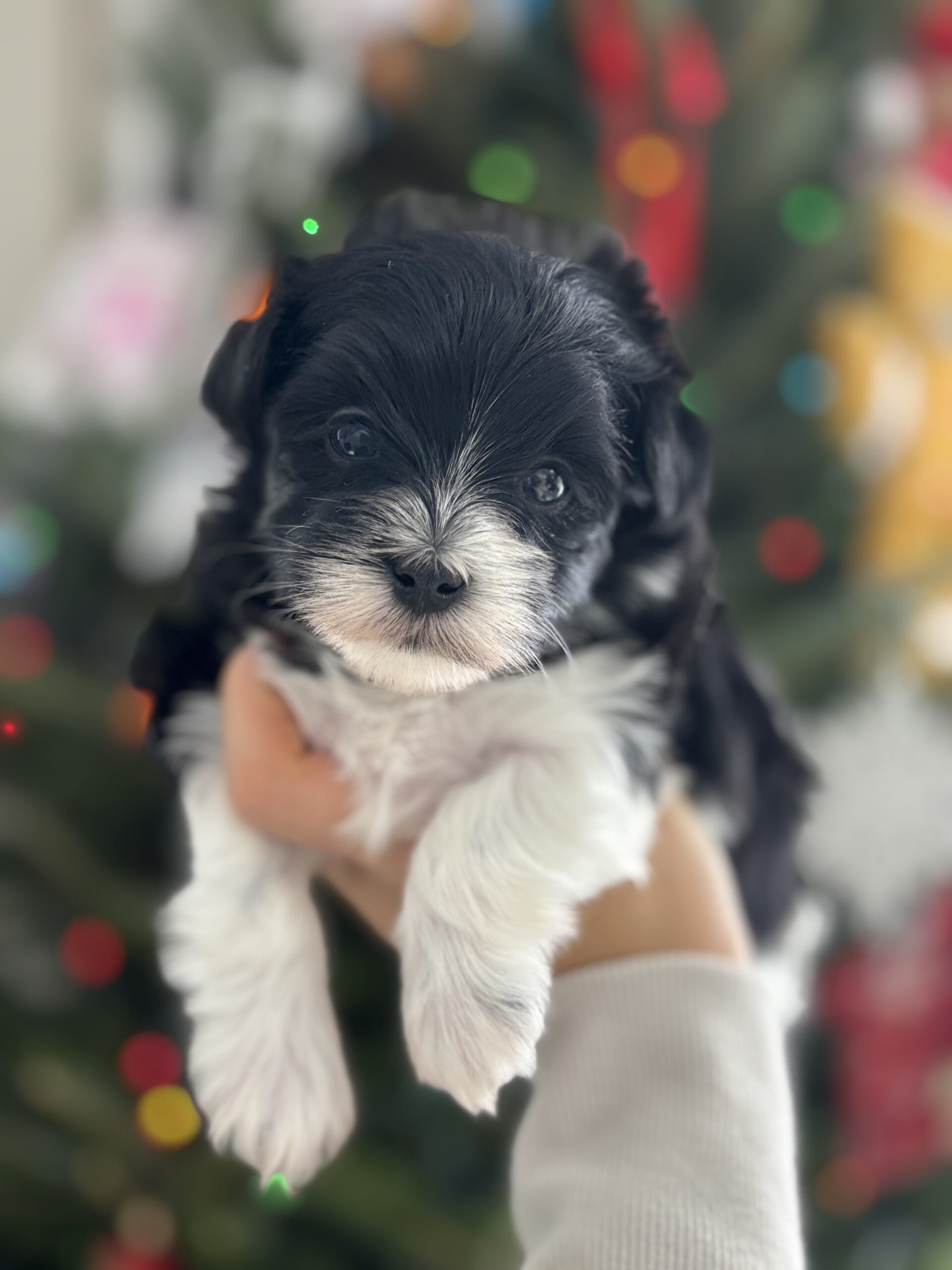 Media 4-B5236EA0-8BE0-4BE0-B4CB-AEEF52040758