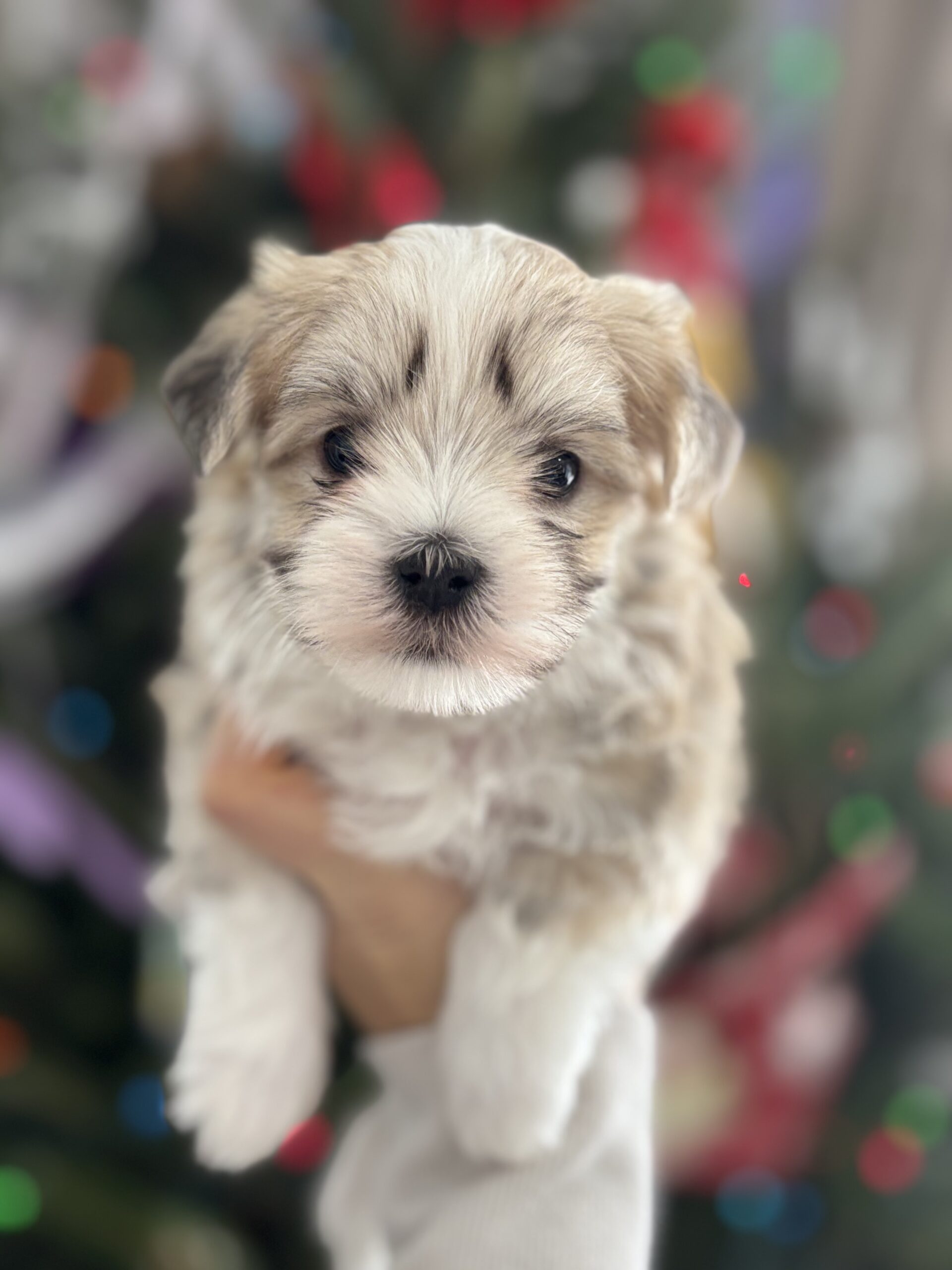 Media 5-D728AE6D-1BC8-41AE-95C2-D2B9D9E58A0F