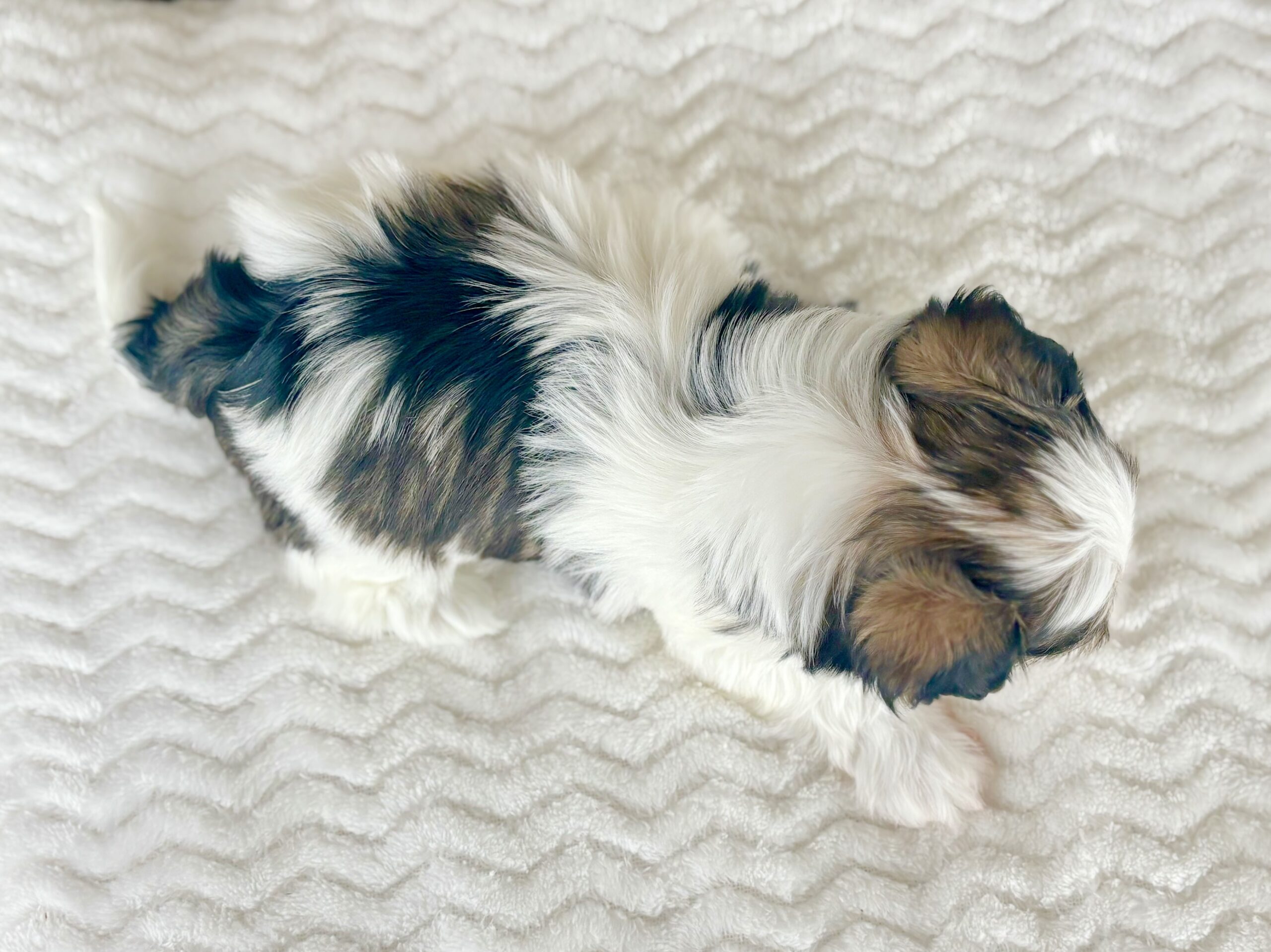 04DB6D79-7C0E-42F8-AE4A-363A11D73DE1