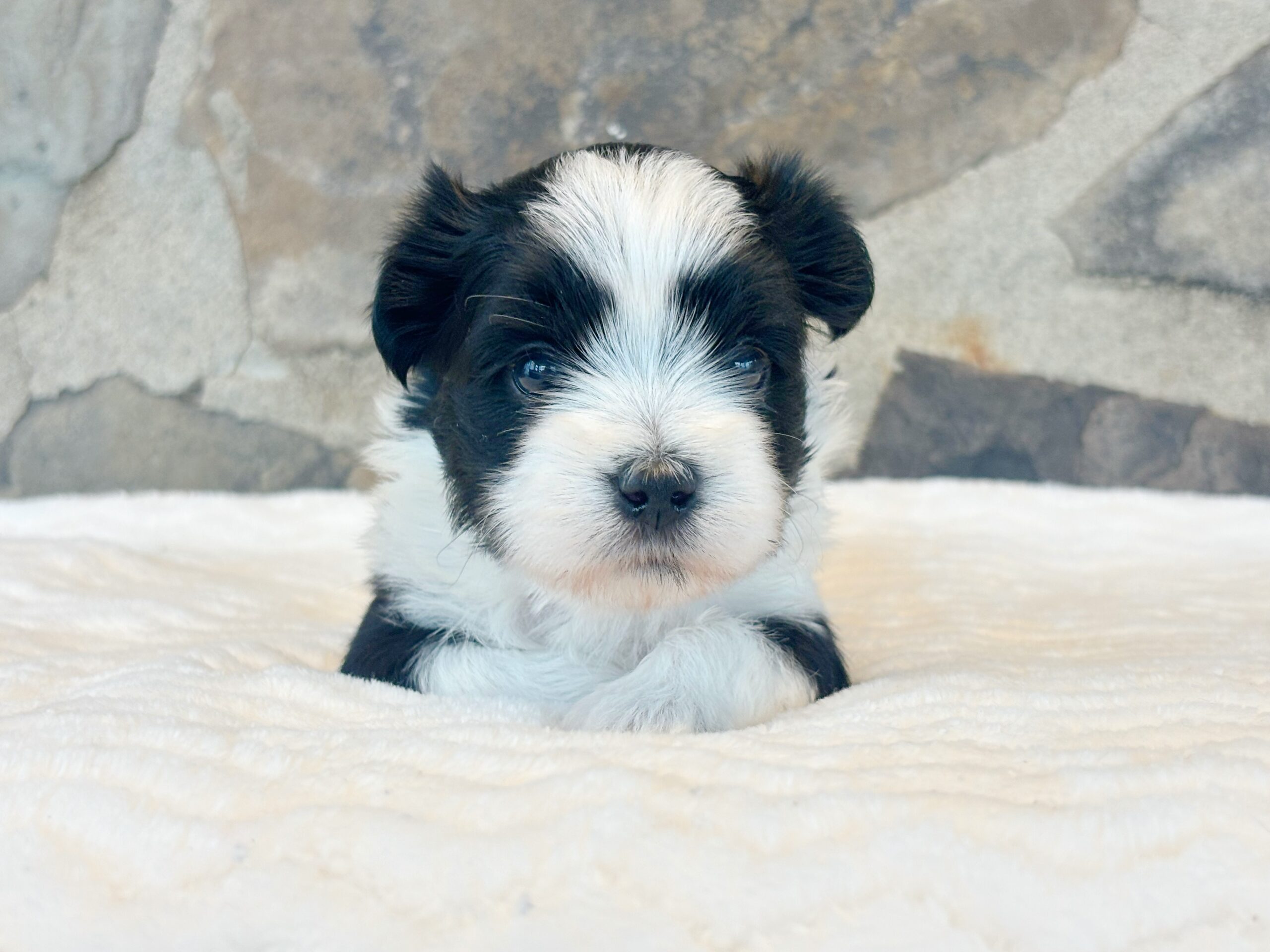 93819F91-94EA-4060-8554-9ACE409CF12C